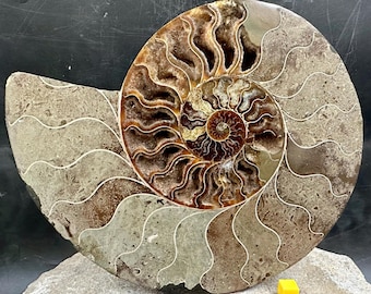 Lovely Madagascar Ammonite Cut In Half And Polished Cretaceous - Foto 12