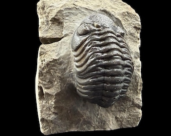 ゲラストス三葉虫の化石 - デボン紀、モロッコ - 古代の海洋生物