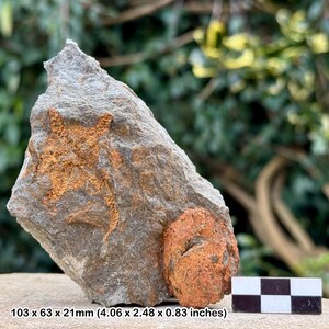 Estrellas frágiles fósiles (ophiura) - valle del Draa, Ordovícico, Marruecos - ejemplar auténtico con coa