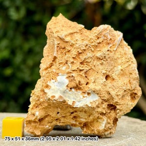 Fossil sponge in flint, grey chalk subgroup, cretaceous, branscome, devon, uk - genuine