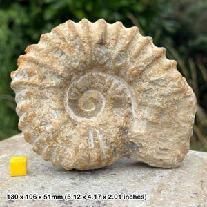 Mantelliceras ammonite fossil from morocco – genuine cretaceous specimen – spiral shell marine fossil – certificate of authenticity included