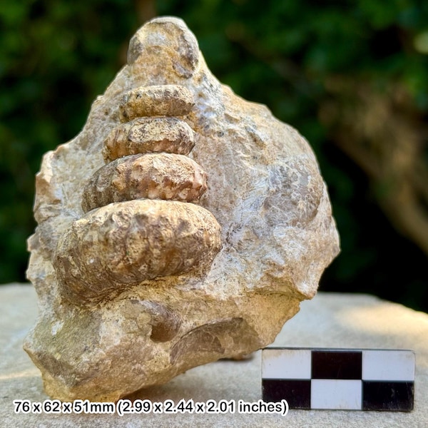 Rare Mariella Ammonite Fossil: Cretaceous Echinoids & Gastropods, Hungary