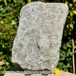 Jurassic crinoid star slab fossil on stand - charmouth, uk - authentic with coa