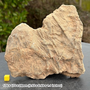 Crinoideo fósil Mahoumacrinus (lirio marino), Devónico, Marruecos, certificado