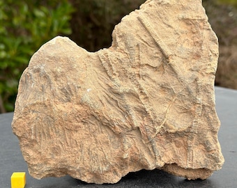 本物のウミユリ化石標本：エルフード産モロッコ、1kg - Etsy 日本