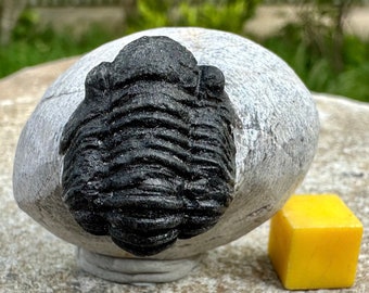 Gerastos trilobite fossil - devonian period, morocco - ancient marine life