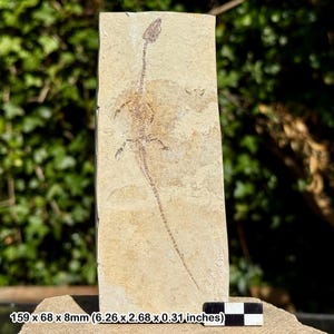 Rare yphalosaurus lingyuanensis fossil – lower cretaceous dinosaur reptile, liaoning china