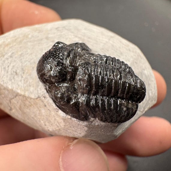 ゲラストス三葉虫の化石 - デボン紀、モロッコ - 古代の海洋生物