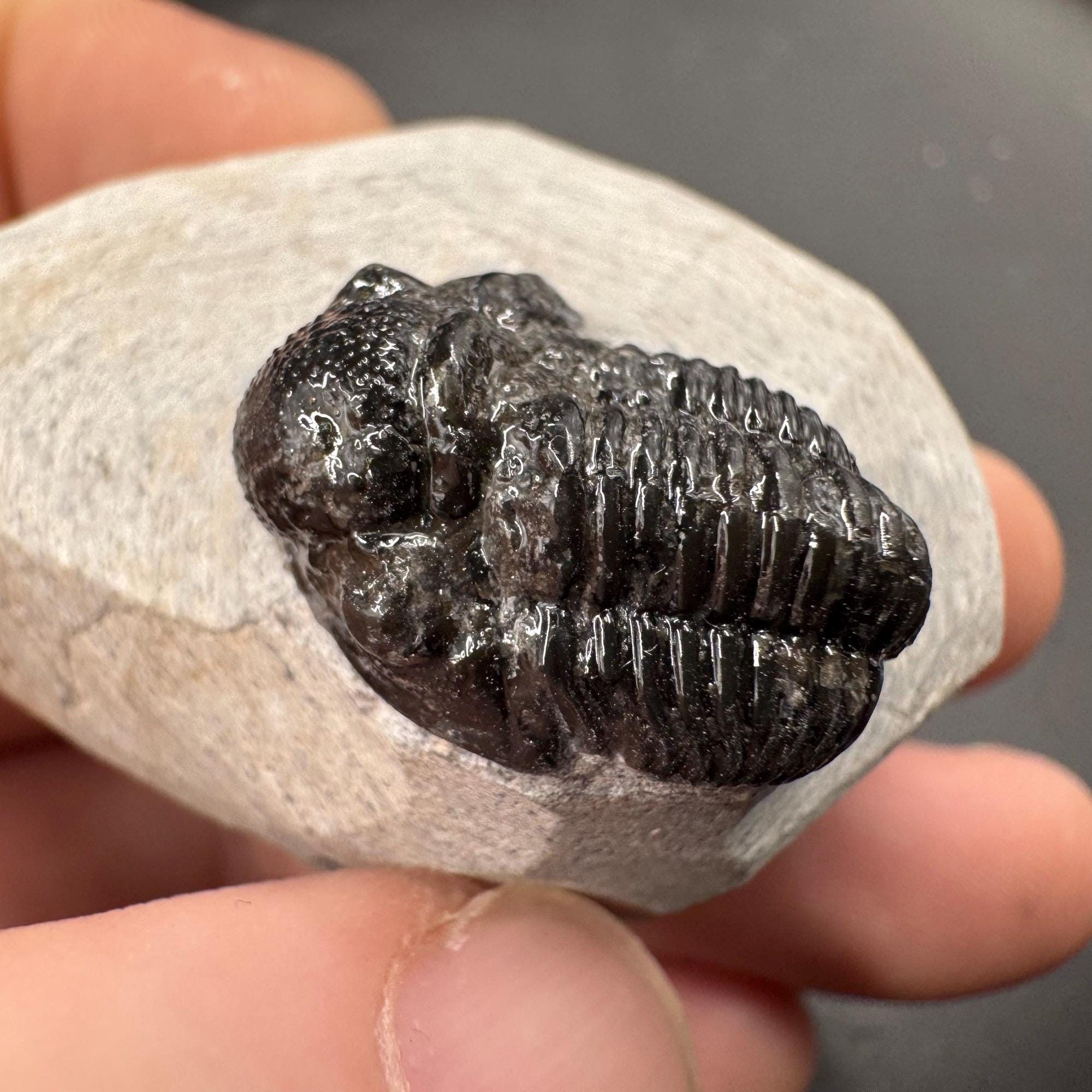 ゲラストス三葉虫の化石 - デボン紀、モロッコ - 古代の海洋生物