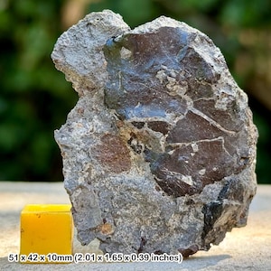 Rare fossil reptile bone - aust cliff uk - westbury formation - upper triassic - genuine specimen with coa