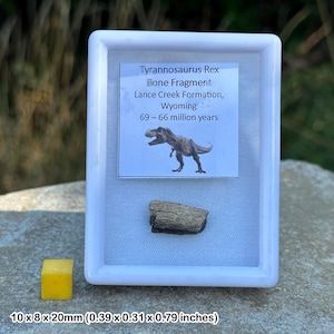 Tyrannosaurus rex fossil bone fragment - hell creek formation - cretaceous - montana usa - genuine specimen