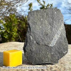 Graptolite didymograptus fossil, ordovician, uk