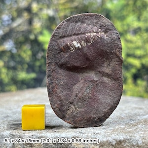 Zeldzame mazon creek fossiel varenknobbeltje pecopteris bladeren carboon illinois usa met coa