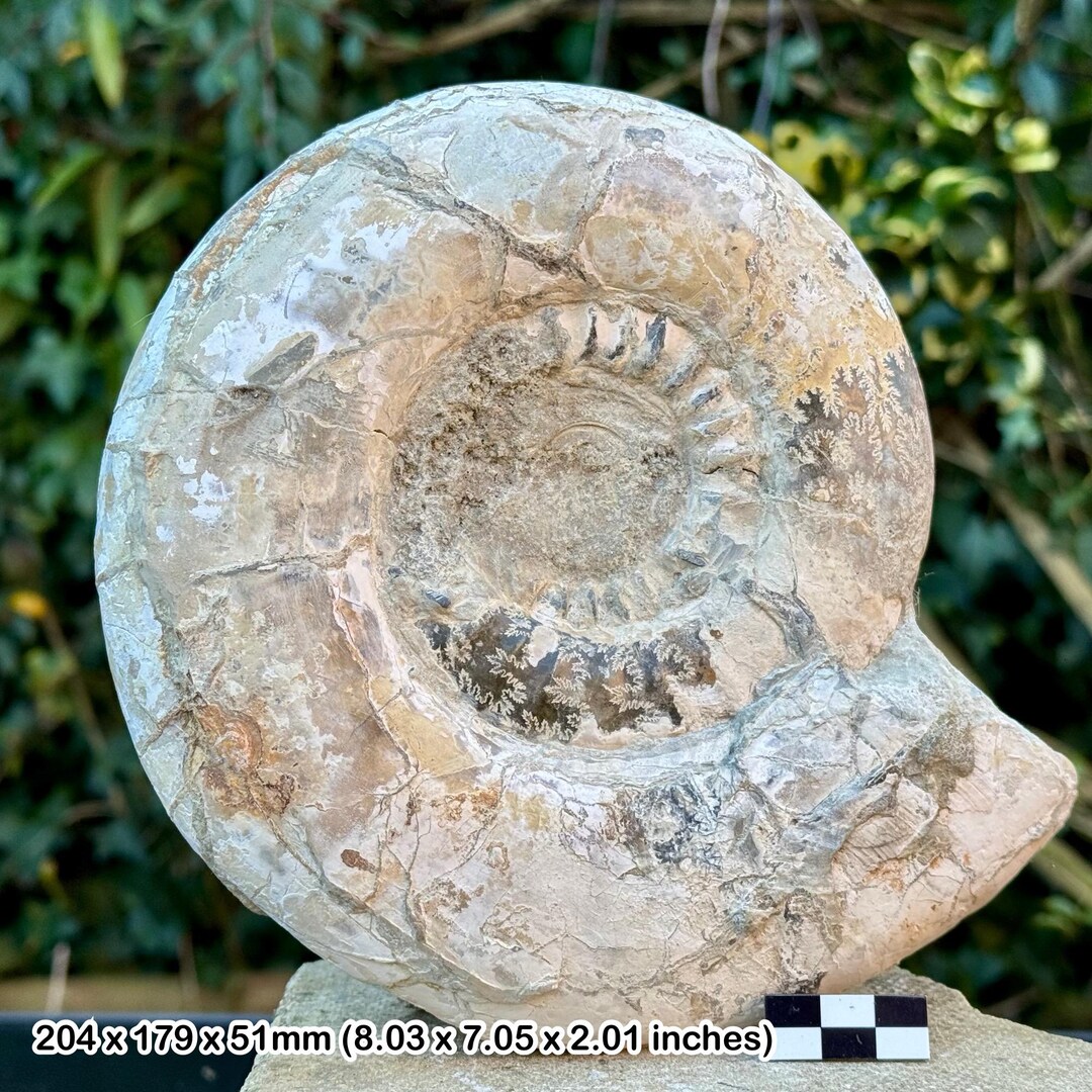 Ammonite Fossile 5cm Pictonia Baylei – Kimméridgien Inférieur – Jurassique – Swindon (Neuf Avec Certificat)