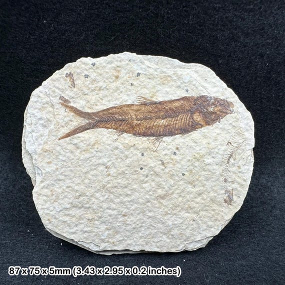 ナイティア・アルタの化石魚（始新世、グリーンリバー層、米国