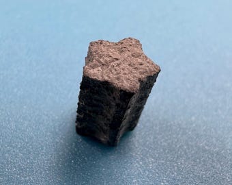 Jurassic crinoid star stem fossil – lower lias seatown dorset – sea lily fossil – authentic jurassic marine fossil with certificate