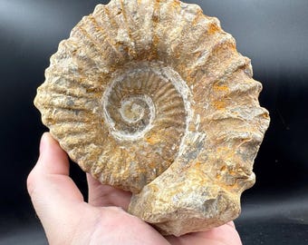化石化した巨大アンモナイト、マンテリケラス - 本物の標本 - モロッコ