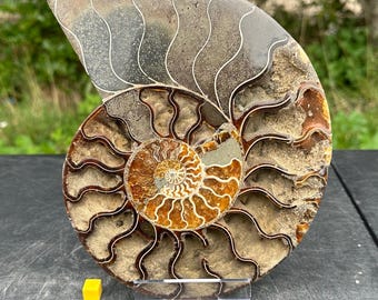 Giant fossil cut & polished single ammonite, amonite, cephalopod