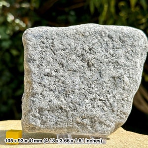 Jurassic crinoid star slab fossil on stand - charmouth, uk - authentic with coa