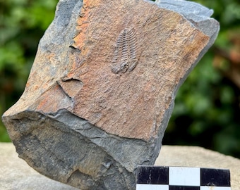 Fóssil raro de trilobita Parabolina spinulosa – Cambriano, País de Gales