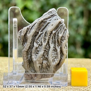 Exquisite rare crinoid head fossil on stand - jurassic coast, uk - certified authentic with coa