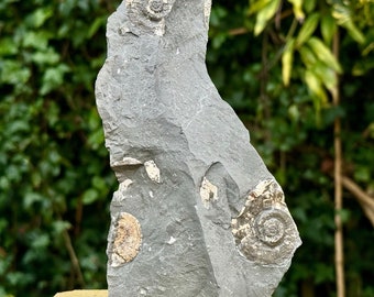 Echtes Psiloceras planorbis-Ammonitenfossil mit Ständer – Jurassic Blue Lias, Somerset, Großbritannien – inklusive Echtheitszertifikat