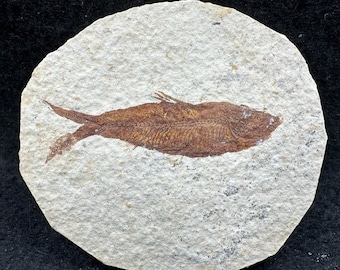 Peces fósiles del Eoceno en matriz – auténtico vertebrado prehistórico – EE. UU. – exhibición de historia natural – con certificado de autenticidad