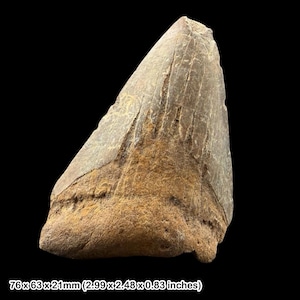 May include: A fossilized dinosaur tooth with a light brown and tan color. The tooth is triangular in shape, with a textured surface and visible ridges. The dimensions are 2.99 x 2.48 x 0.83 inches.