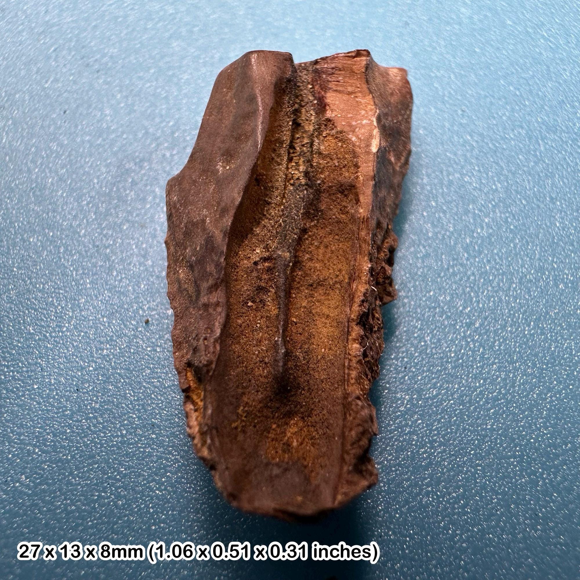 トリケラトプスの歯 白亜紀 6800万年前～6600万年前 最期の恐竜の一つ