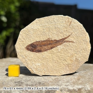 Eozäner fossiler Fisch in Matrix – echte prähistorische Fischüberreste aus den USA – mit Echtheitszertifikat