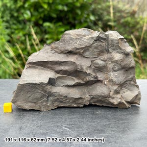Rare: fossil ferns, leaves & stems – coal measures – carboniferous – radstock, somerset, uk – genuine with coa