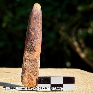 Rebbachisaurus dinosaur tooth fossil – cretaceous kem kem beds morocco, genuine specimen