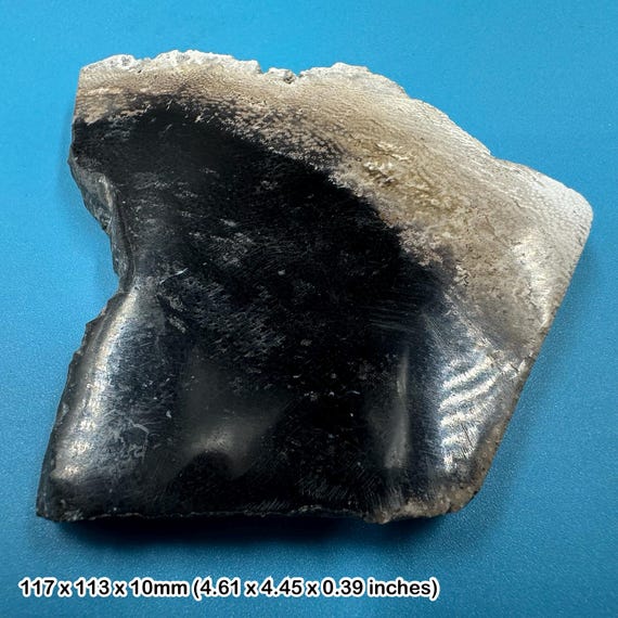 研磨されたヤシの木の化石化した木片 - インドネシア産中新世の化石 