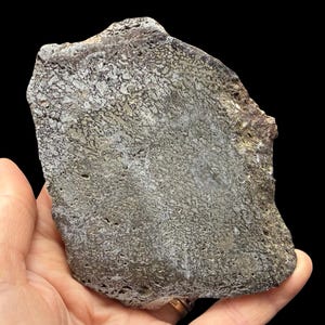 Iguanodon dinosaur bone slice fossil isle of wight uk lower cretaceous wessex formation authentic iguanodon specimen