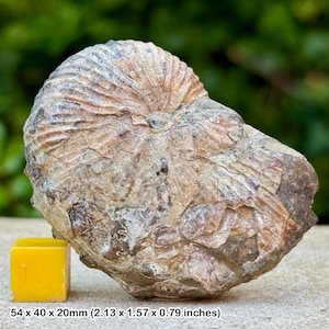 May include: A fossilized ammonite with a spiral shell, in shades of tan, brown, and gray. The fossil measures 2.13 x 1.57 x 0.79 inches. A small, yellow cube is next to the fossil.