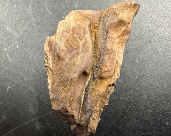 トリケラトプスの歯(本物) トリケラトプスの歯 - 白亜紀 - 6800万年前～6600万年前