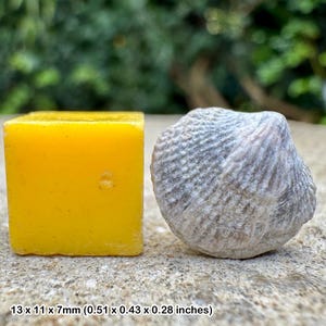 Braquiópodo fósil Atrypa reticularis, nido de reyezuelos silúricos de piedra caliza de Wenlock, Dudley, Reino Unido, ejemplar auténtico.