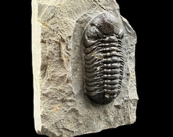 ゲラストス三葉虫の化石 - デボン紀、モロッコ - 古代の海洋生物