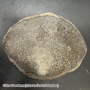 May include: A fossilized bone fragment with a textured surface. The fragment is a mix of dark gray and light tan, with a porous pattern. The dimensions are 5.2 x 0.43 x 0.31 inches.