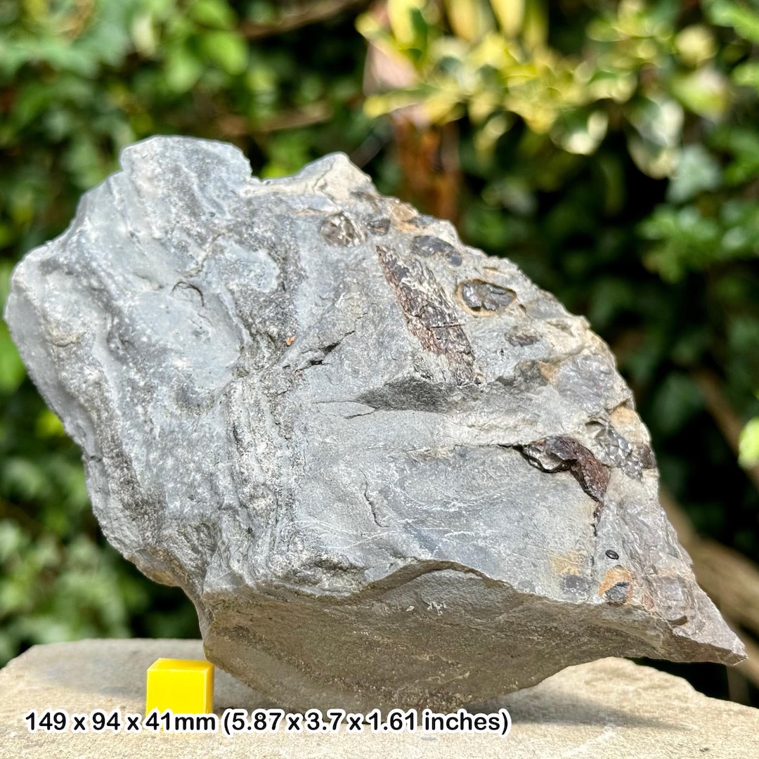 Authentic Fossil Fish, Shark Reptile Bone & Coprolite Bed Upper ...