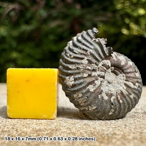 Cardioceras alphacordatum fossil ammonite lower oxfordian jurassic warboys united kingdom