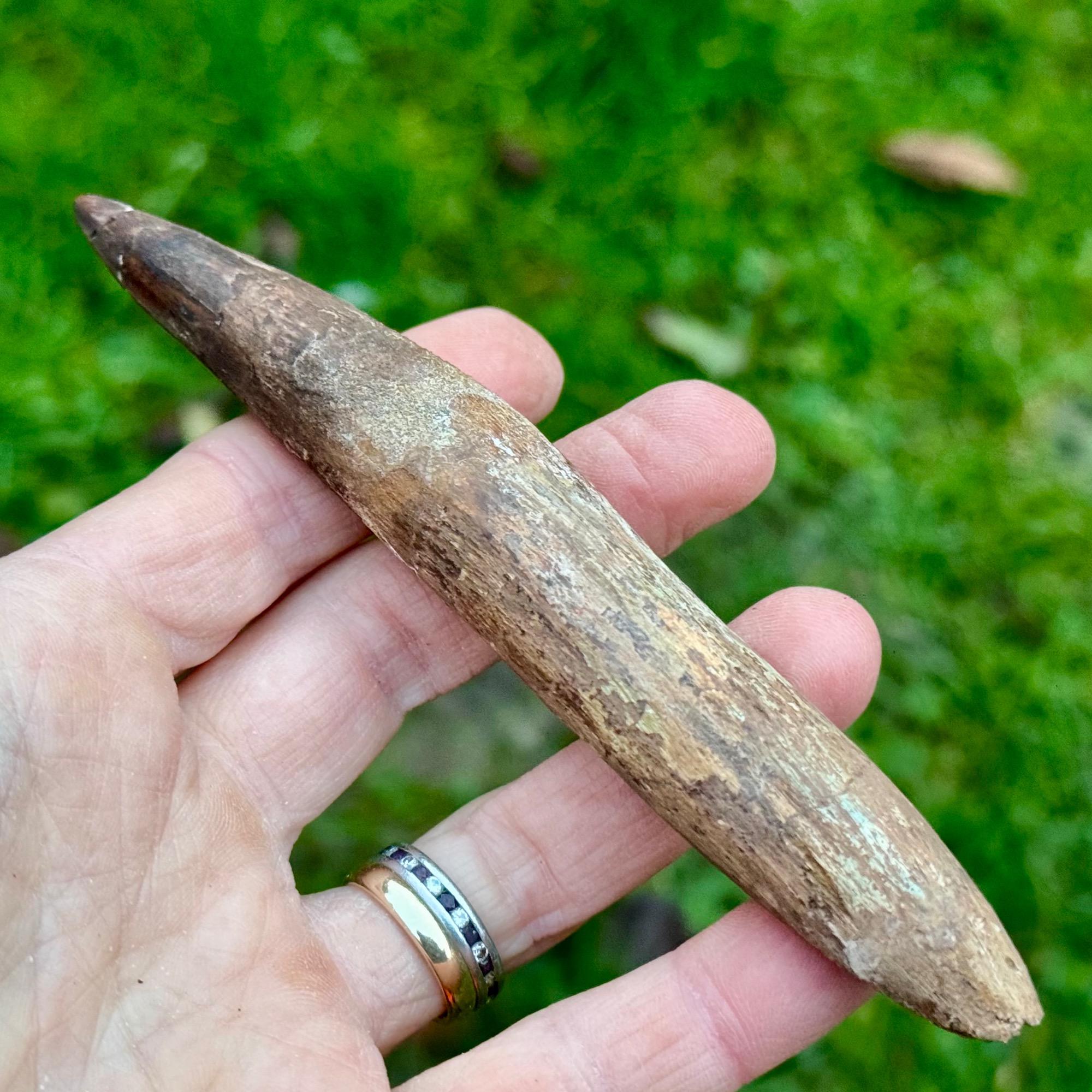 5.5インチ スピノサウルスの歯の化石 – 鑑定書付き本物の白亜紀遺物