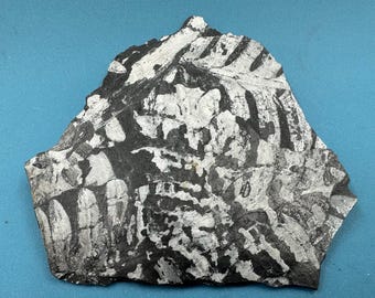グロッソプテリスの化石葉 - 種子シダ - 41x29x5mm / 5.3g