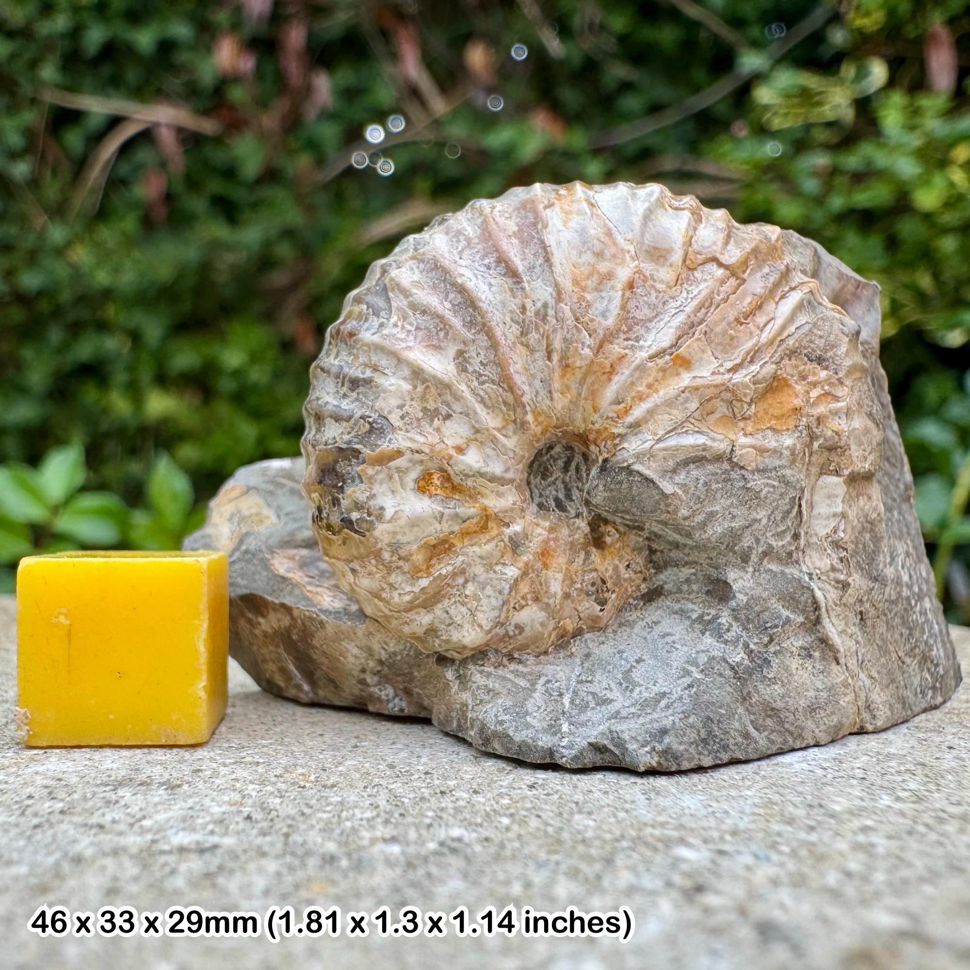希少な異形アンモナイトの化石 – Jeletzkytes nebrascensis