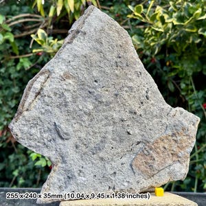 Fossil fish tooth, shark tooth, reptile bone & coprolite bed | upper triassic | genuine specimen | cert. of authenticity