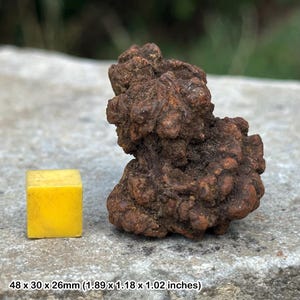 Excremento fósil de coprolito de tortuga del Eoceno (piedra de estiércol) – Madagascar – heces fosilizadas prehistóricas – ejemplar auténtico con coa