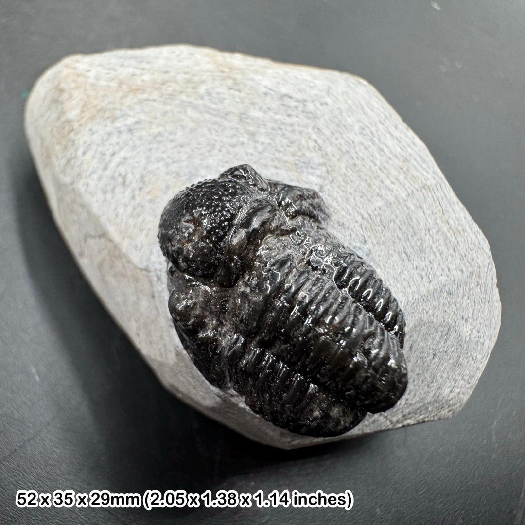 三葉虫モロッコ産④ゲラストスGerastos？化石 デボン紀 ゲラストス三葉虫の化石 - デボン紀、モロッコ - 古代の海洋生物