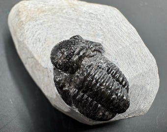 Gerastos trilobite fossil - devonian period, morocco - ancient marine life