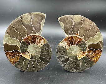 化石アンモナイト 化石ペア 研磨済み 100% 本物標本 マダガスカル 白