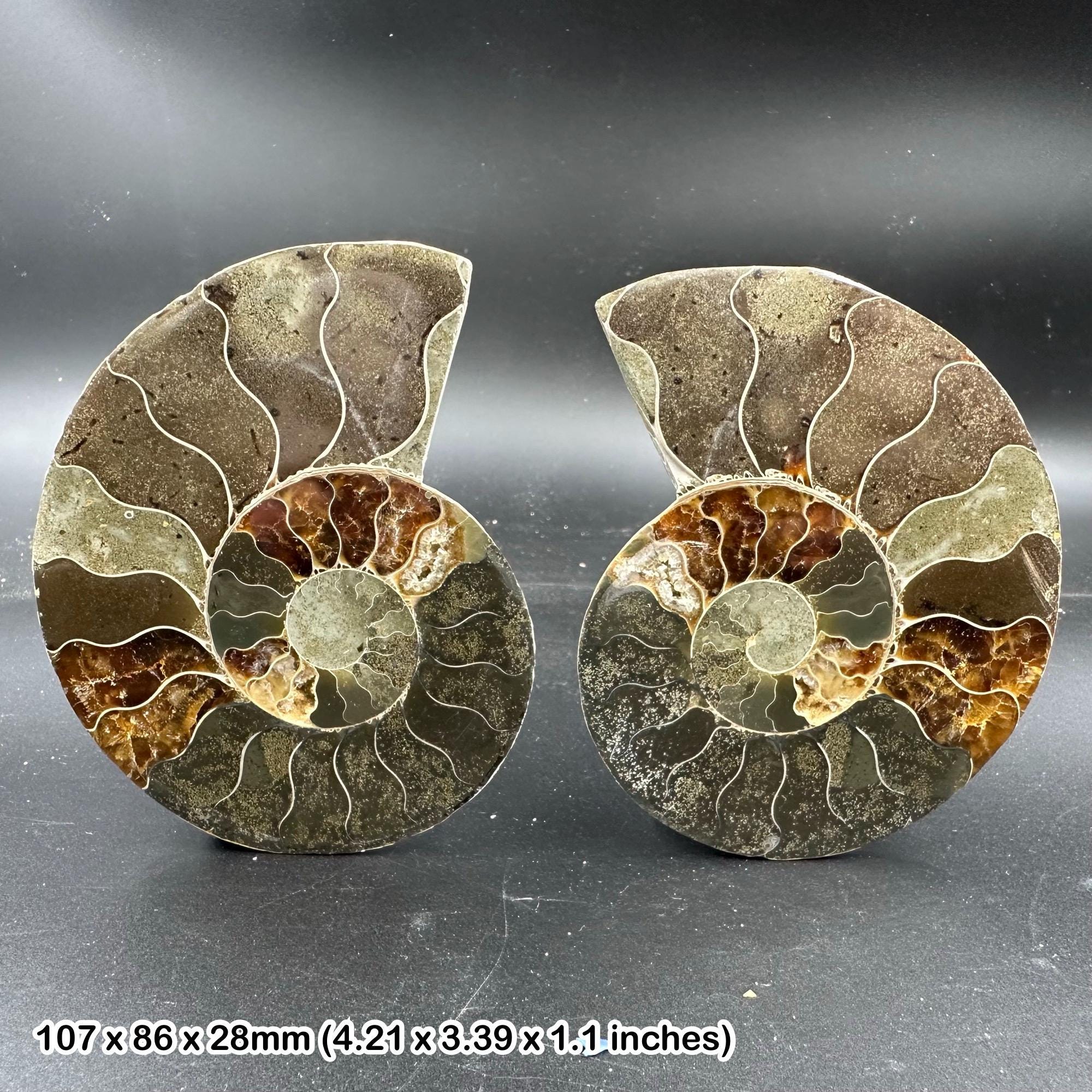 化石アンモナイト 化石ペア 研磨済み 100% 本物標本 マダガスカル 白